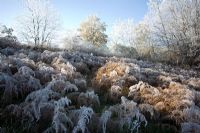 Clearing of Pteridium aquilinum - bracken covered in hoare frost