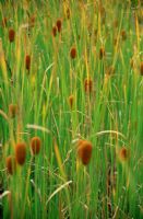 Typha minima - Bullrushes