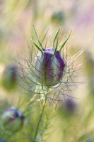 Nigella damascena - Love in a Mist seed pod
