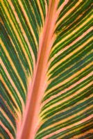 Graphic close up of Canna 'Durban' leaf syn. Tropicanna 'Phasion'