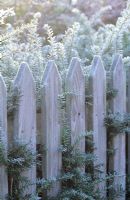 Picket fence next to yew hedge on frosty morning - Robinson College, Cambridge