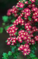 Crataegus laevigata 'Punicea' syn. 'Crimson Cloud' - Close up of flowers in May