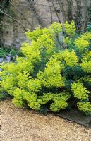 Euphorbia characias ssp. wulfenii 'Humpty Dumpty'