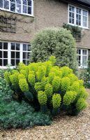 Euphorbia characias subsp. wulfenii in front of house with gravel, clipped Pittosporum and Lavandula - Impington, Cambridge