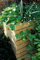 Container with Strawberry, Erigeron karvinskianus and Astelia chathanica