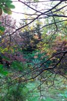 Inverewe Arboretum in autumn