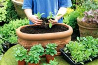 Planting up a decorated terracotta trough from Whichford Pottery with summer bedding- dwarf Rudbeckias and Petunias