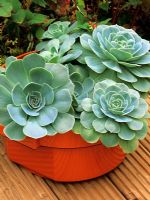 Dinner plate sized Echeveria glauca succulents growing in the a recycled base from a Vax vacuum cleaner displayed on a sunny deck
