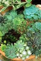 A dozen different drought resistant, rosette leaved species in a shallow terracotta pan including Echeveria, Sempervivum and Jovibarba