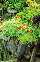 Moveable feast of fruit, herbs, vegetables and edible flowers growing in a small wooden farm cart parked outside the kitchen door - Thymus, Strawberries, Tropaeolum majus 'Alaska Mixed', Mentha x gentilis, Petroselinum crispum, Kale 'Redbor' and Origanum aureum 