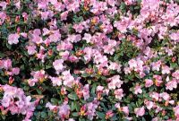 Rhododendron cilpinense - early fowering