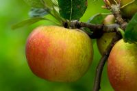 Malus 'Cornish Aromatic' - Apples 