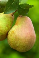 Pyrus 'Doyenne du Comice' - Pears 