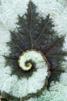 Markings on a leaf of Begonia L'escargot