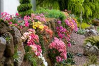 Lewisia cotyledon Ashwood strain growing in a wall in John Massey's garden 