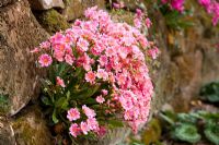 Lewisia cotyledon Ashwood strain growing in a wall in John Massey's garden 