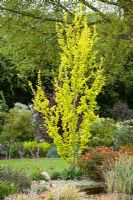 Ulmus minor 'Dampieri Aurea' syn. U. x hollandica 'Dampieri Aurea', syn. U. hollandica Wredei - Golden Dutch Elm