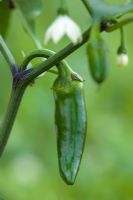 Chilli for outdoor growing 