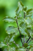 Pittosporum tenuifolium