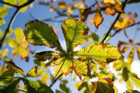 Aesculus hippocasteanum - Horse Chestnut leaves in Autumn