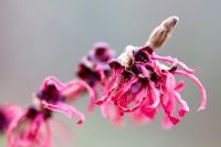 Hamamelis x intermedia 'Diane' - Chinese Witch Hazel