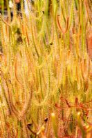 Drosera binata 'T' Form at Hewitt-Cooper Carnivorous Plants in Somerset