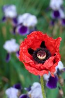 Papaver orientale 'Ladybird' - Oriental Poppy
with Iris in the background