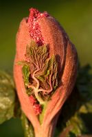 Rheum palmatum 'Atrosanguineum' - Turkey Rhubarb