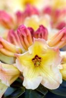 Rhododendron 'Nancy Evans'