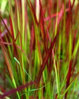 Imperata cylindrica 'Rubra' - Blood grass