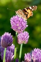 Allium Schoenoprasum Liliaceae - Butterfly settled on flowering chives in France 