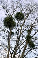 Viscum - Mistletoe growing in Fraxinus ornus, Ash tree in France