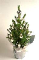 Picea Glauca 'Albertiana Conica' gift wrapped for Christmas