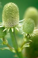 Eryngium agavifolium