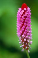 Primula vialii