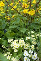 Primula vulgaris, Doronicum with emerging shoots of Cornus alba 'Elegantissima' and Muscari 