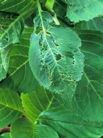 Capsid bug damage to Hydrangea leaf 

