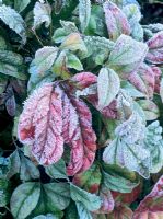 Frost on Nandina domestica 'Firepower'