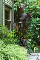 Canna 'Sky Hawk', Cissus discolor, Rex Begonia Vine, Solenostemon 'Black Blister' and Stroblianthes Dyeriana