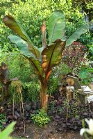 Ensete ventricosum Maurelii - Abyssinian Banana