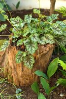 Heuchera americana 'Dale's Strain' growing in a stump