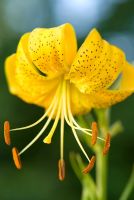 Lilium 'Citronella'