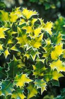 Ilex aquifolium 'Flavescens'