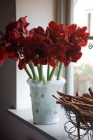 Hippeastrum 'Red Lion' used as cut flowers in glass vase