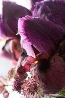 Purple Iris 'Magic Man' with Astrantia 'Hadspen Blood' - Cut flowers 