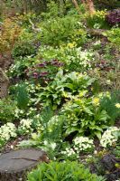 Primula vulgaris and Erythronium 'Pagoda' growing with Helleborus and Narcissus in John Massey's dell garden