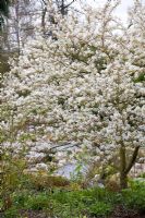 Amelanchier canadensis in blossom. Snowy Mespilus, Shadbush