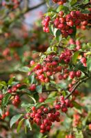 Malus 'Evereste' AGM - Crab apple