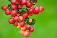 Malus x robusta 'Red Sentinel' AGM - Crab apple