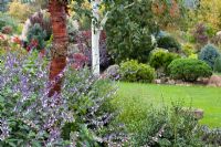 Autumn in John Massey's garden with the bark of Prunus serrula and Betula utilis var. jacquemontii in the foreground and Salvia leucantha at their base. Conifers on rock garden beyond.
